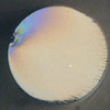 Showing the cleaved front surface of an optical fibre . The outline is circular and shows a very flat surface with a slight discontinuity at the top left edge where the cleaving blade touched the fibre.