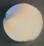 Showing the cleaved front surface of an optical fibre . The outline is circular and shows a very flat surface with a slight discontinuity at the top left edge where the cleaving blade touched the fibre.